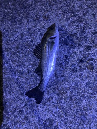 セイゴ（タイリクスズキ）の釣果