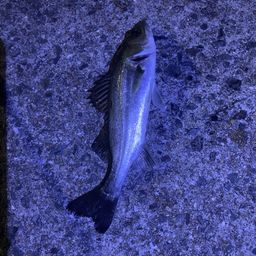 セイゴ（タイリクスズキ）