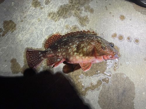 カサゴの釣果