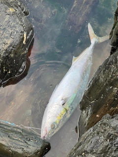 ブリの釣果