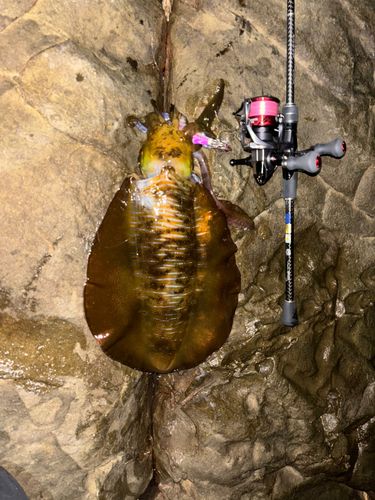 アオリイカの釣果