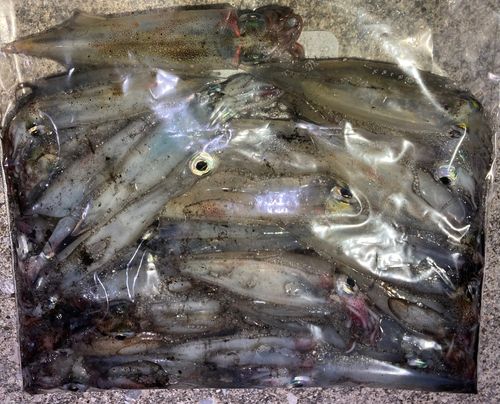 ヤリイカの釣果