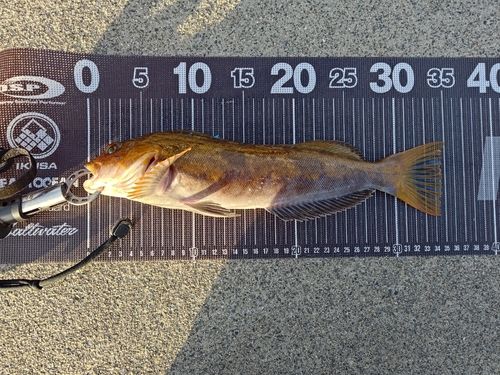 アイナメの釣果