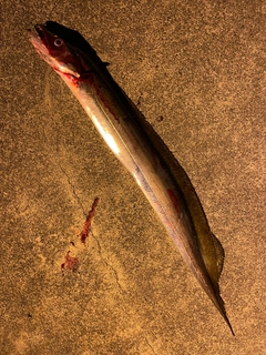 タチウオの釣果