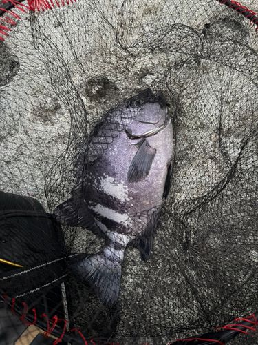 イシダイの釣果