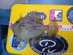 カワハギの釣果