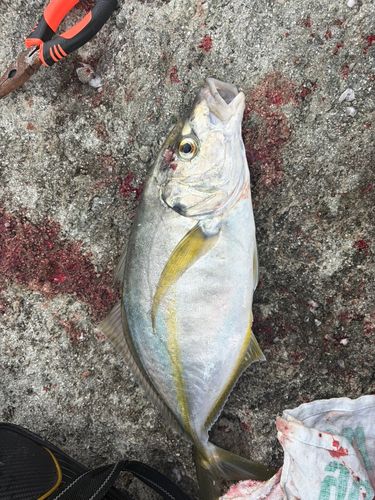 シマアジの釣果