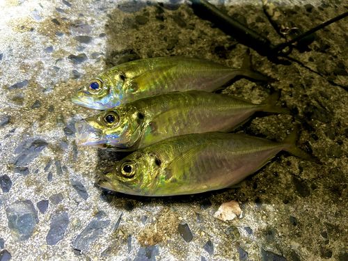 アジの釣果