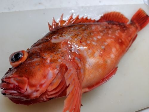 ウッカリカサゴの釣果