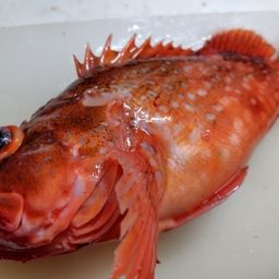 ウッカリカサゴ