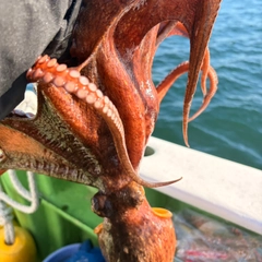 タコの釣果
