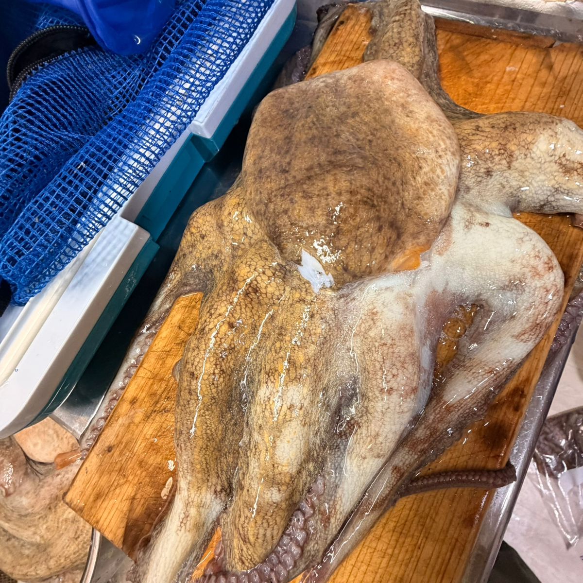 タコキチアンジーさんの釣果 2枚目の画像