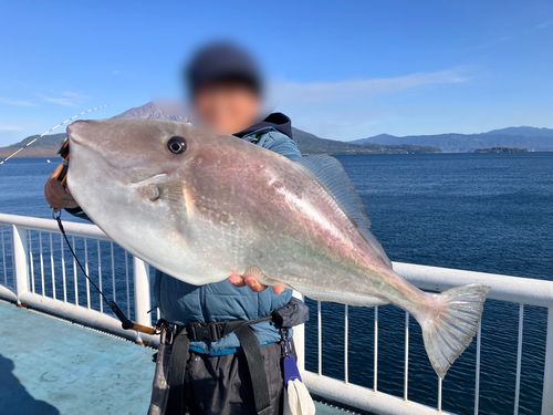 ウスバハギの釣果