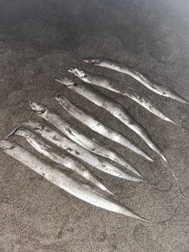 タチウオの釣果