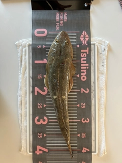 マゴチの釣果