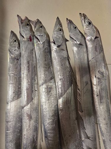 タチウオの釣果