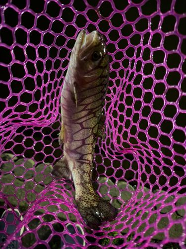 ニジマスの釣果