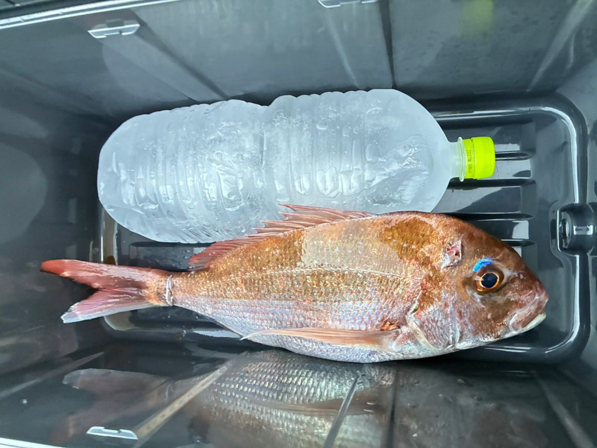 手羽崎さんさんの釣果 1枚目の画像