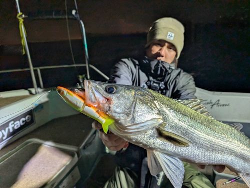 シーバスの釣果