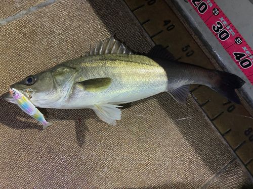 シーバスの釣果