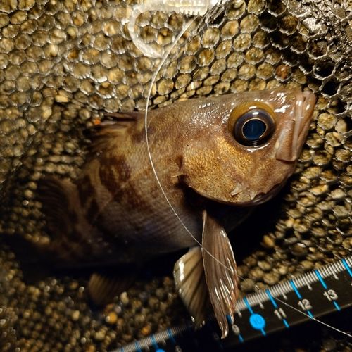 メバルの釣果