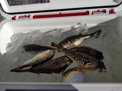 ショウサイフグの釣果