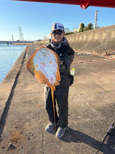 アカエイの釣果