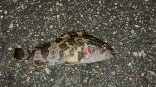 タケノコメバルの釣果