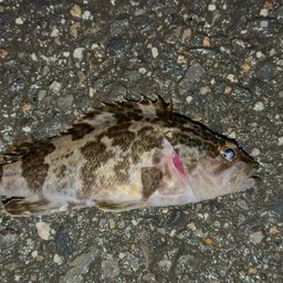 タケノコメバル