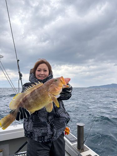 アオハタの釣果