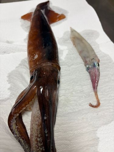 スルメイカの釣果