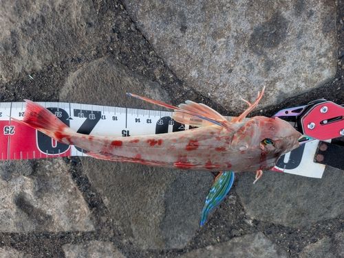 ホウボウの釣果