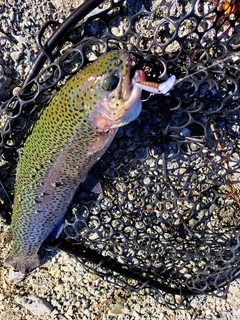 レインボートラウトの釣果