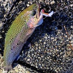 レインボートラウト