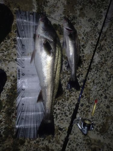 シーバスの釣果