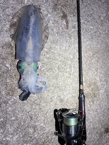 アオリイカの釣果