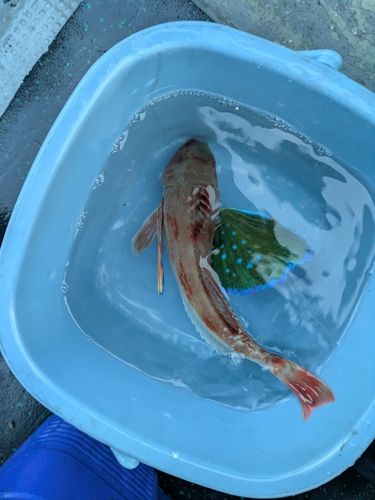 ホウボウの釣果