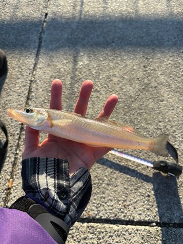 シロギスの釣果