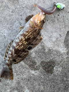 アイナメの釣果