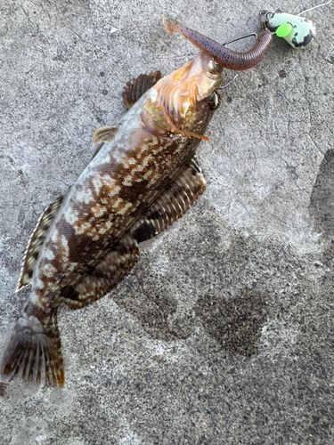 アイナメの釣果