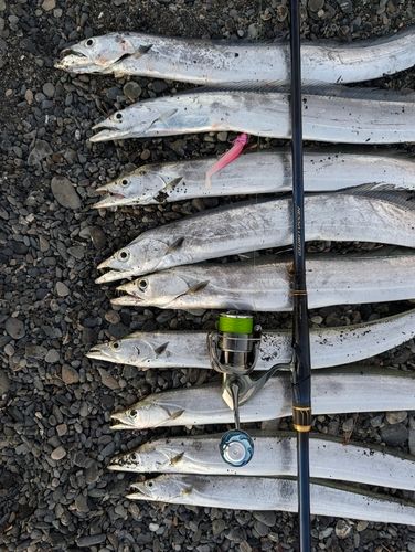 タチウオの釣果