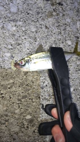 周防大島（屋代島）