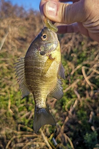 ブルーギルの釣果