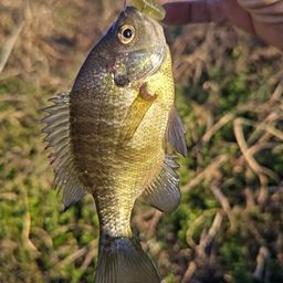 ブルーギル