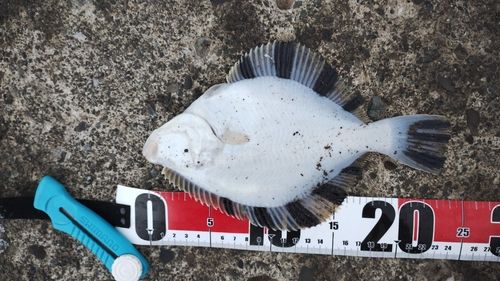 カワガレイの釣果