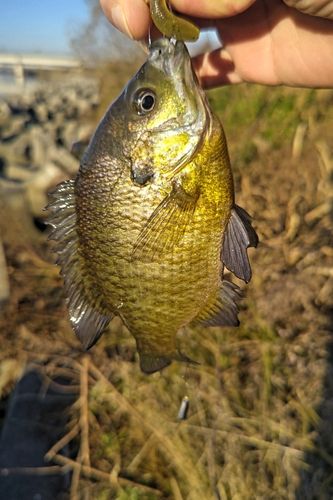 ブルーギルの釣果