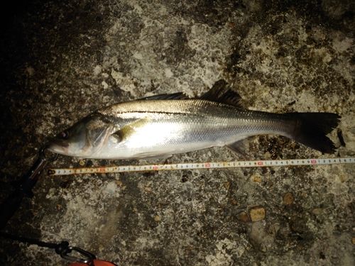 シーバスの釣果