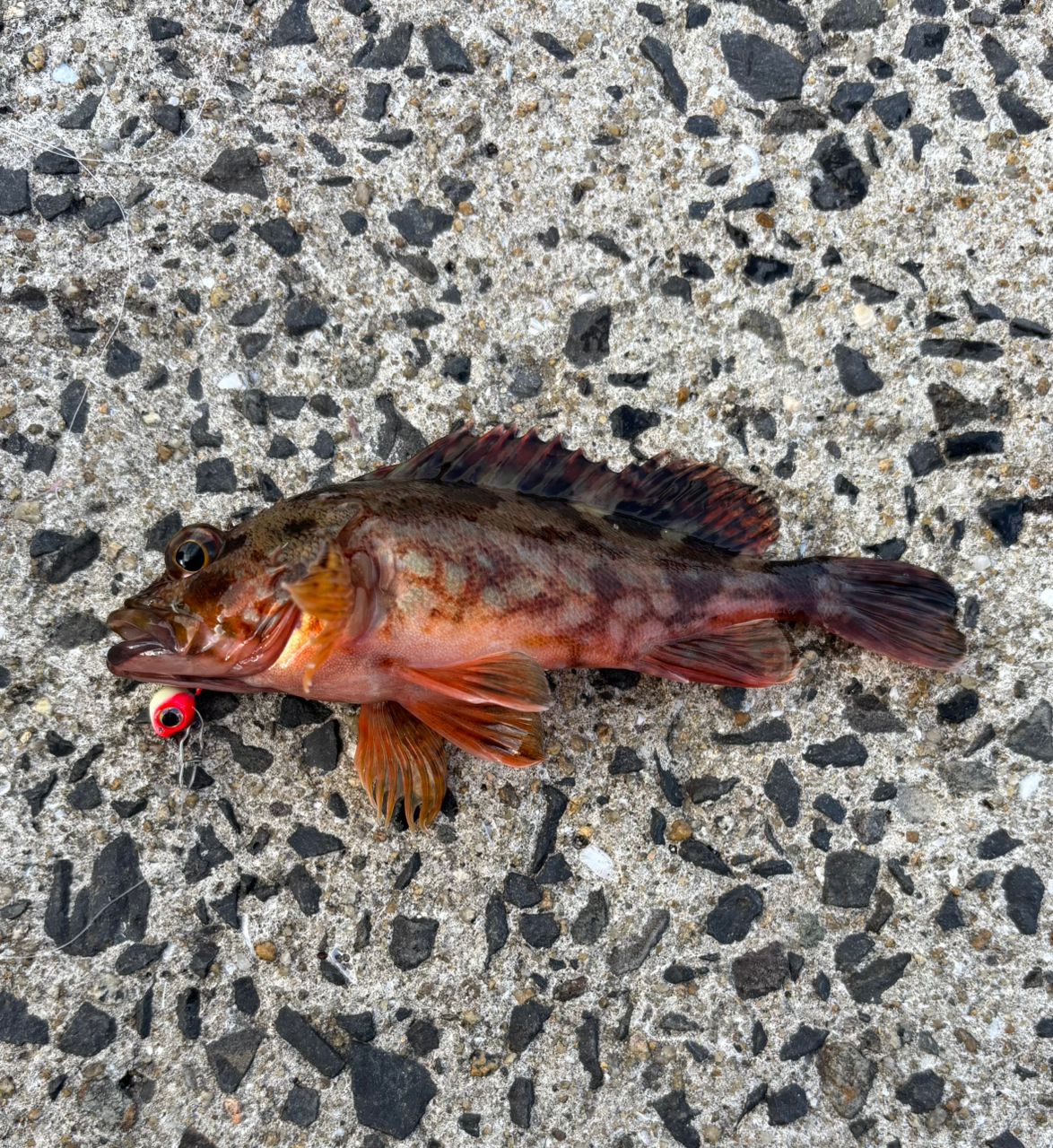 SHIMANO 22セフィア BB S86MLの最安値・インプレ・釣果 | 本音の口コミ