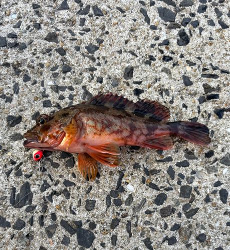 アラカブの釣果