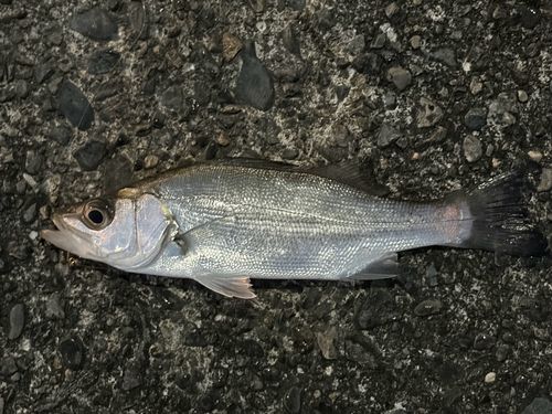 セイゴ（マルスズキ）の釣果
